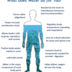 How Your Body Uses Water