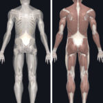 what is fascia